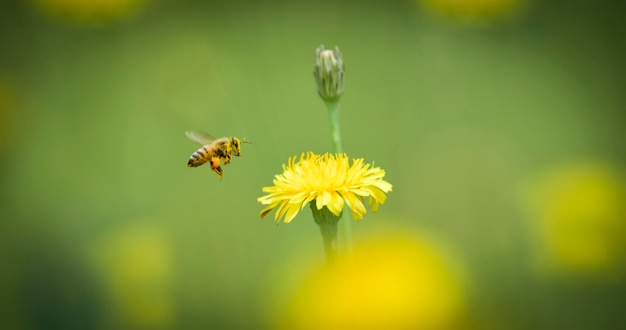 Abeille sur des fleurs sauvages dans le champ de la pampa Patagonie Argentine