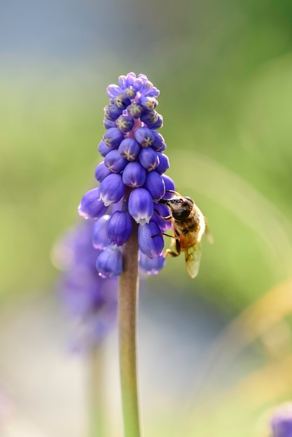 Abeille pollinisant une fleur