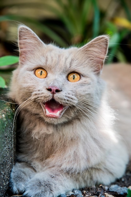 à, adorable animal de compagnie dans le jardin