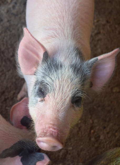 Adorable visage rose sur un porcelet domestique