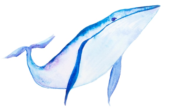 Photo aquarelle baleine bleue