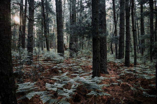 Arbres et fougères qui poussent dans la forêt