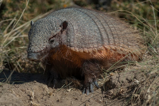 Armadillo Chaetophractus villosus Péninsule de Valdez Chubut Patagonie Argentine