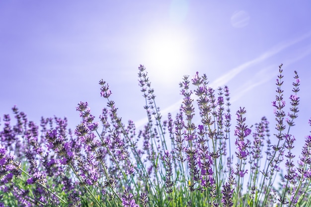 Beau gros plan de buissons de fleurs de lavande pourpre en été.