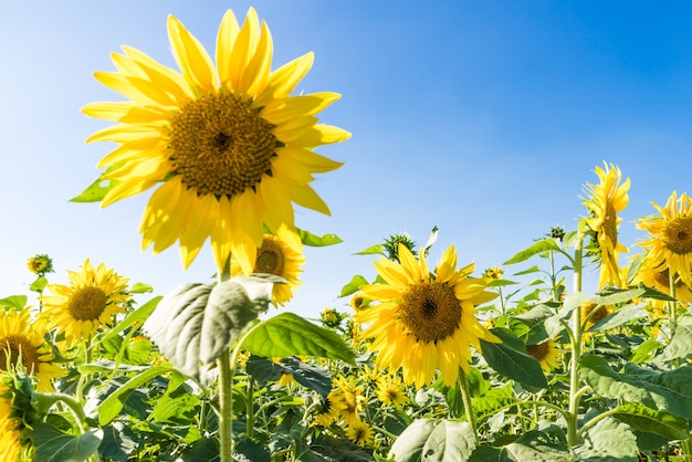 Beaux tournesols sur le terrain avec un ciel bleu vif