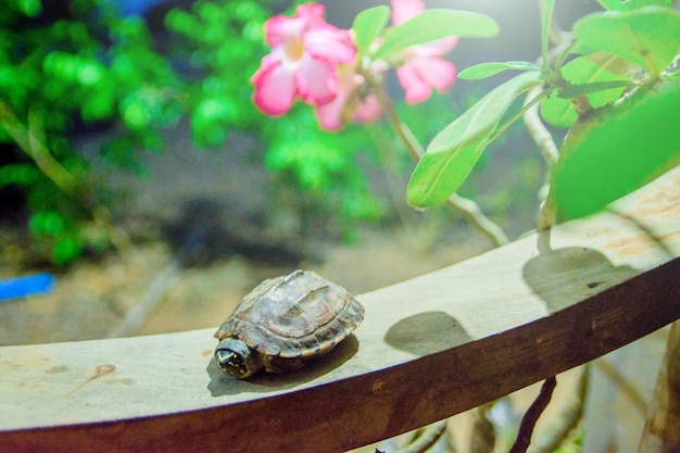 Photo bébé tortue