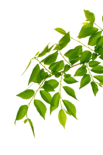 Photo belle brindille verte isolée sur blanc