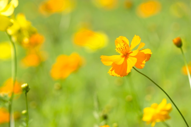 Bouchent dans la fleur du cosmos