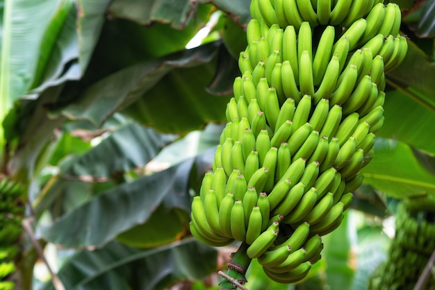 Bouquet de bananes à la plantation de bananes