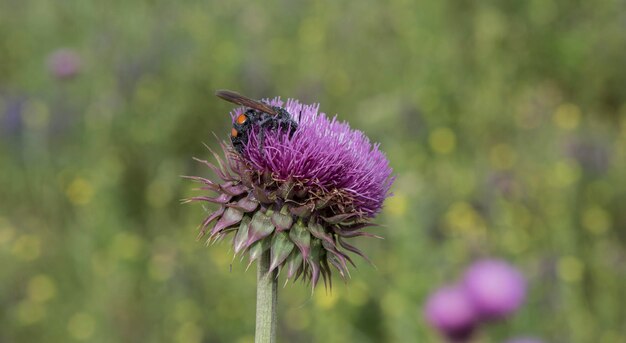 Bourdon sur un chardon Patagonie