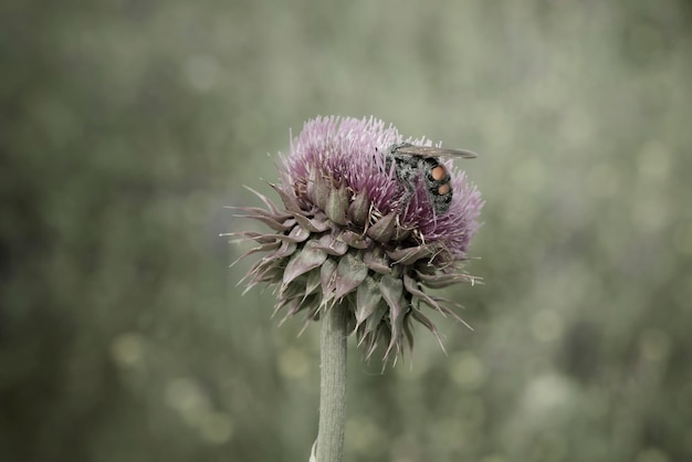 Bourdon sur une fleur de chardon Patagonie Argentine