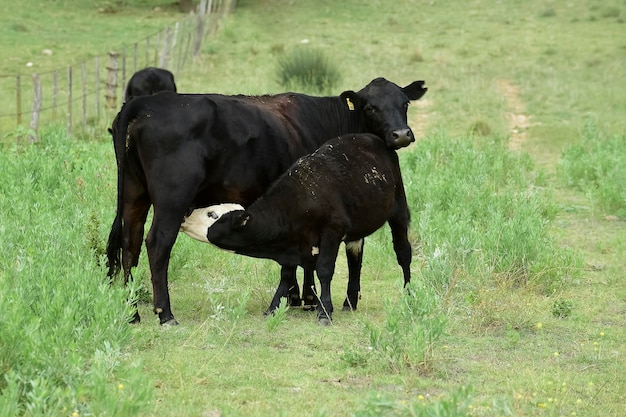 Bovins et veaux sucer la campagne argentine Province de La Pampa Argentine