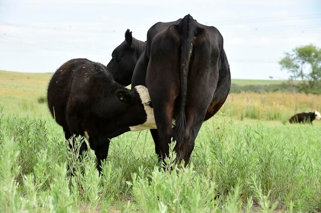 Bovins et veaux sucer la campagne argentine Province de La Pampa Argentine