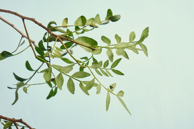 Branche de pistachier avec des feuilles vertes sur l'espace de copie de fond bleu clair