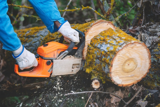 bûcheron couper le vieux bois avec une scie à chaîne