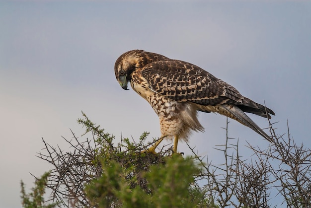 Buse à dos rouge ,Buteo polyosoma ,Juvénile, Péninsule Valdes Chubut Patagonie Argentine.