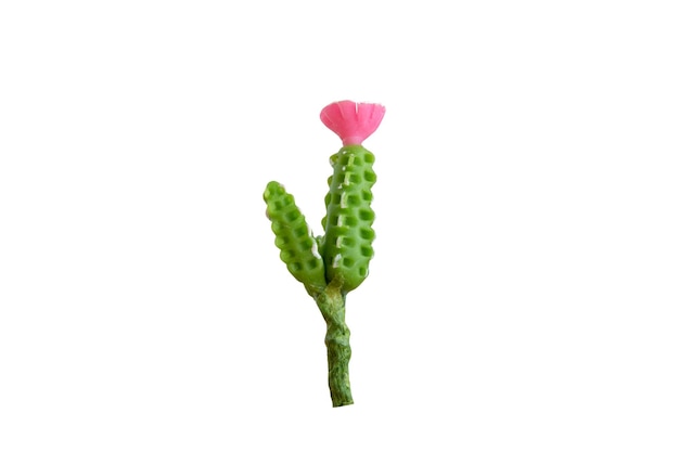 Cactus fait main isolé sur fond blanc avec un tracé de détourage