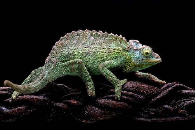 Caméléon jackson femelle marchant sur une branche avec un fond noir Caméléon jackson femelle sur une branche