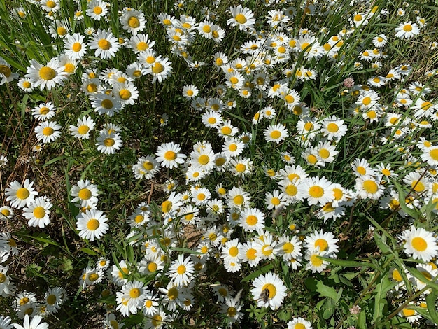 Camomille grand champ de fleurs blanches sauvages dans la nature