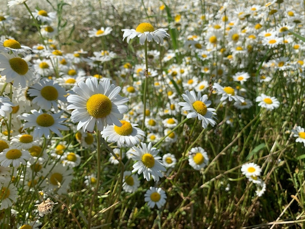 Camomille grand champ de fleurs blanches sauvages dans la nature