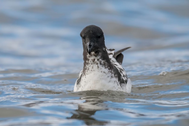 Cape Petrel Antarctique oiseau Antarctique