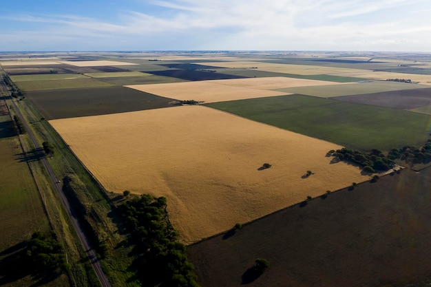 Champ de blé prêt à être récolté dans la plaine de la pampa La Pampa Argentine