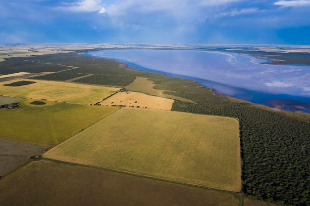 Champ de blé prêt à être récolté dans la plaine de la pampa La Pampa Argentine