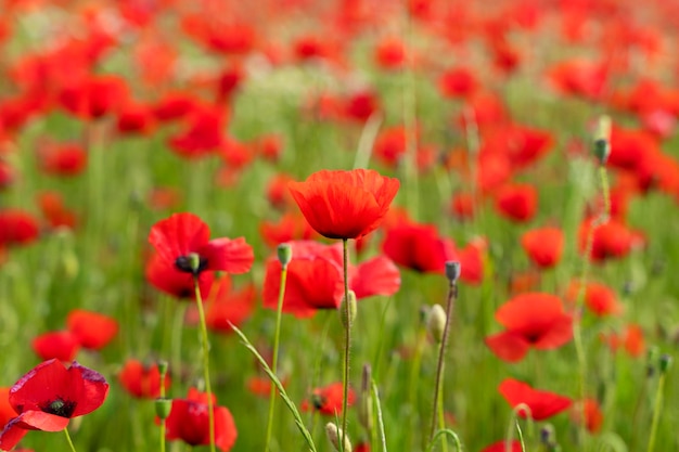 Champ de coquelicots au printemps