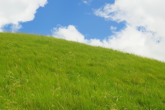 Photo un champ d'herbe verte et luxuriante avec un ciel bleu et des nuages blancs