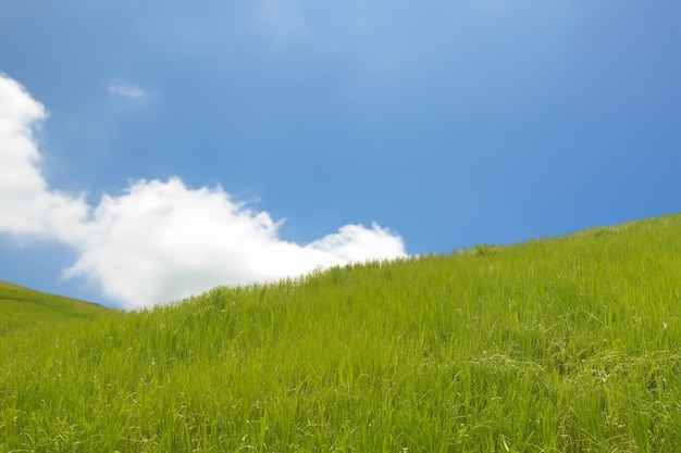 Photo un champ d'herbe verte luxuriante sous un ciel bleu avec des nuages blancs et moelleux