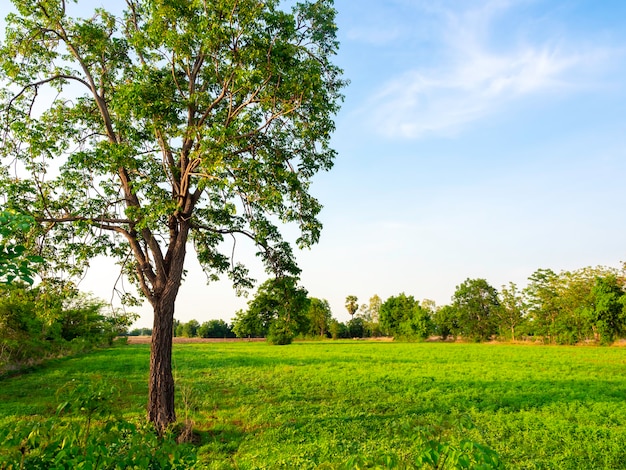 Champ de nature rurale verte. Arbre avec paysage naturel sur ciel bleu avec espace de copie.