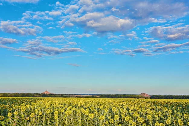 Champ de tournesols en fleurs