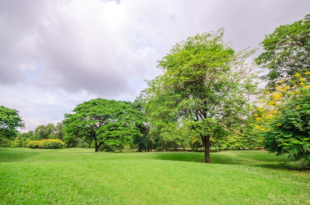 champ vert avec grand arbre dans le parc