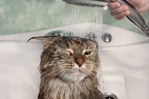 Chat mouillé dans le bain