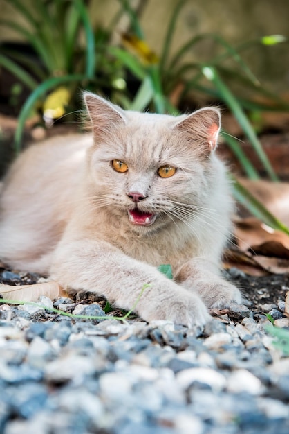 Chat persan, bel animal et animal de compagnie dans le jardin