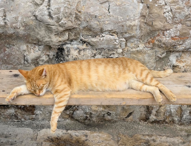 Photo un chat qui dort sur un banc en bois avec un mur de pierre derrière lui