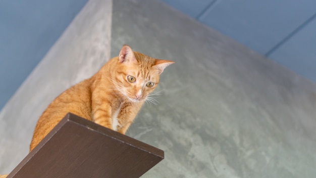 Chat roux mignon assis sur des étagères.