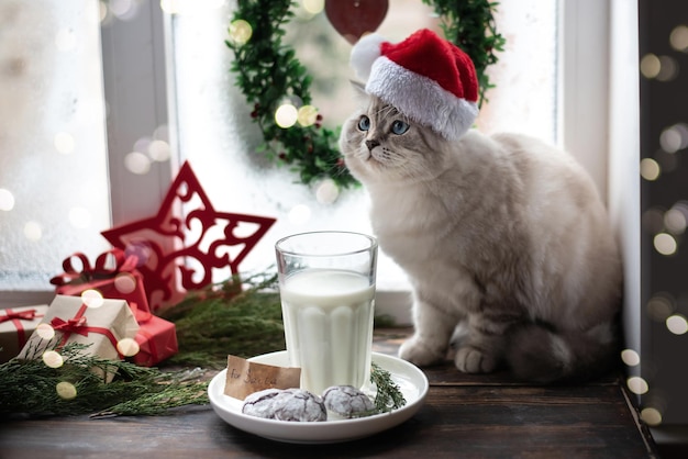 Photo chaton blanc comme le père noël avec une friandise de biscuits au lait et au chocolat sur le rebord du concept de noël