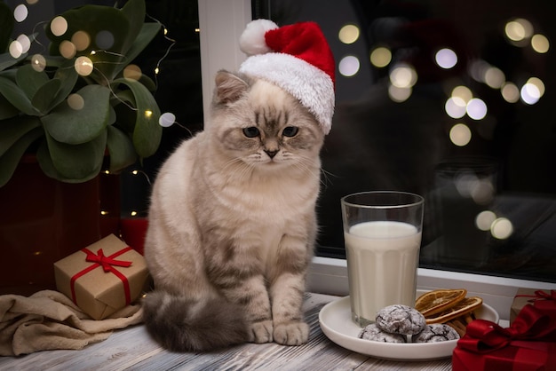 Photo chaton blanc et verre de biscuits au chocolat au lait pour le concept de noël du père noël