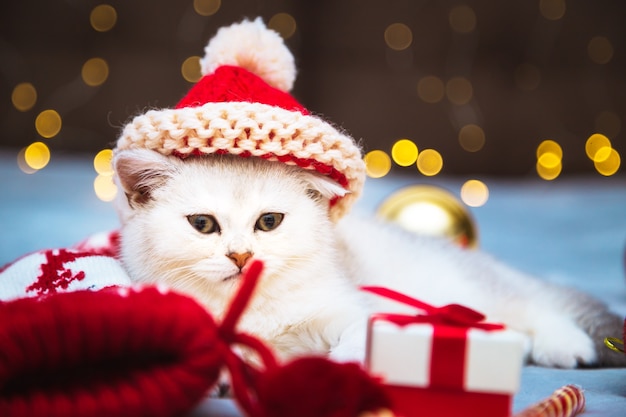 Photo chaton britannique blanc dans un bonnet de noel allongé sur une couverture. il y a des accessoires de noël à proximité - sucette, chaussettes, cadeaux, boules de noël. ambiance festive.