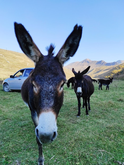 Photo cheval debout sur le champ