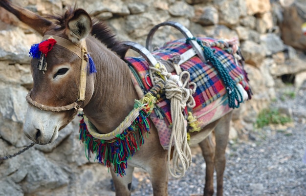 Photo des chevaux dans un cheval