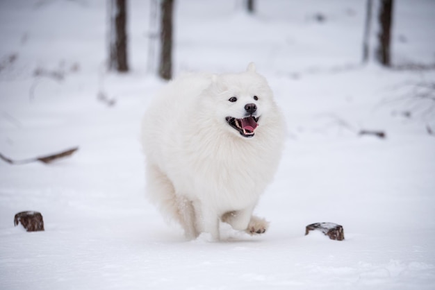 Chien blanc Samoyède court sur la neige à l'extérieur