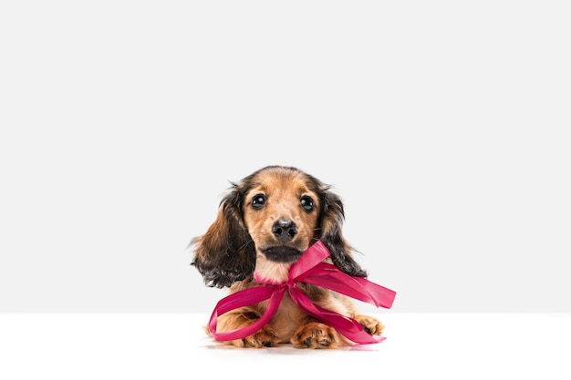 Chien teckel chiot mignon posant isolé sur fond blanc