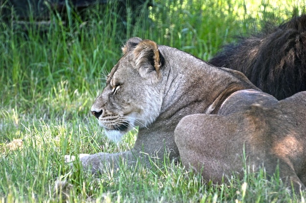 Photo close-up du lion allongé sur l'herbe