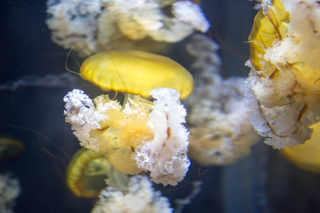 Photo close-up de fleurs jaunes dans la mer