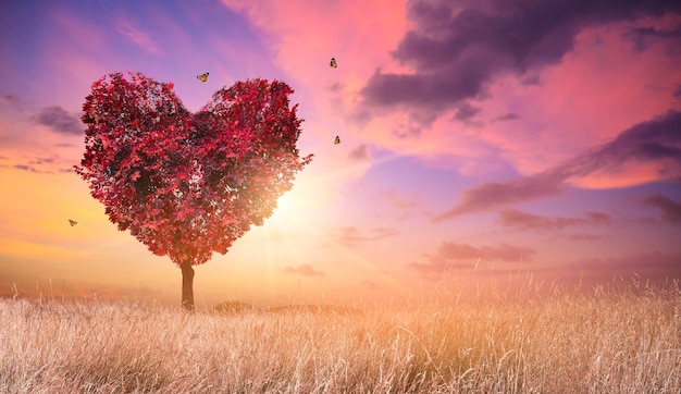 Coeur Arbre Amour Pour La Nature Paysage Rouge Au Coucher Du Soleil