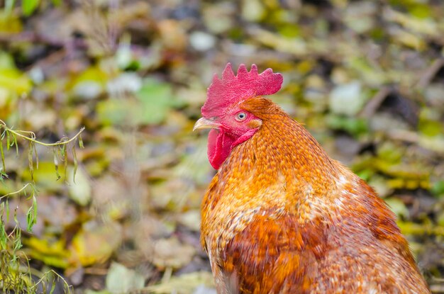 Photo coq orange qui se promène sur l'herbe