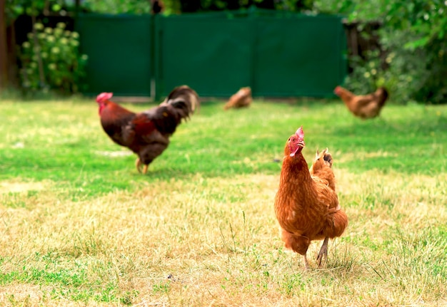 Coq et poulets paissant dans l'herbe.