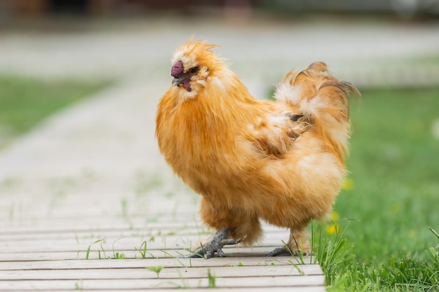 Photo coqs et poulets à la ferme en été